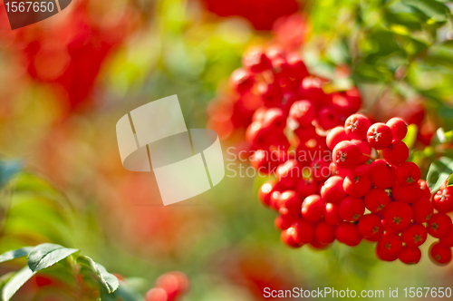 Image of rowan berry