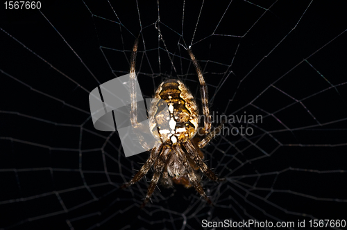 Image of garden spider, Araneus diadematus