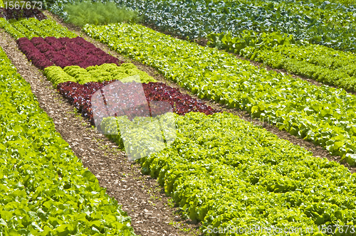 Image of salad cultivation