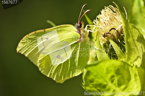 Image of brimstone butterfly, Gonepteryx rhamni