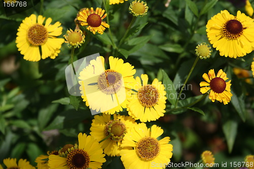 Image of Yellow crysanthemum