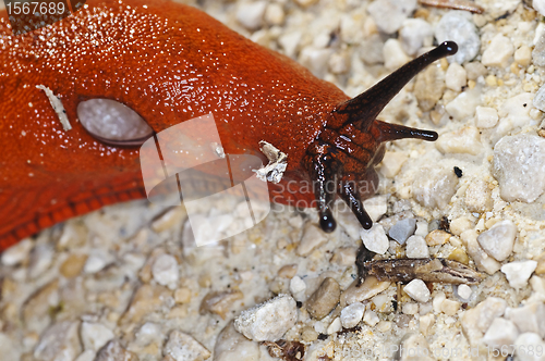 Image of snail, Arion rufus