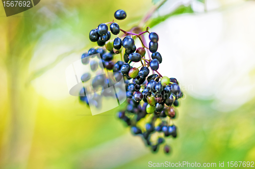 Image of sambucus 