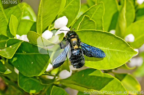 Image of carpenter bee,Xylocopa violacea L.