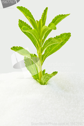Image of Stevia rebaudiana, support for sugar