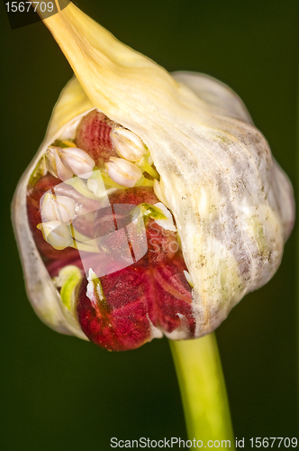 Image of bulbil of garlic