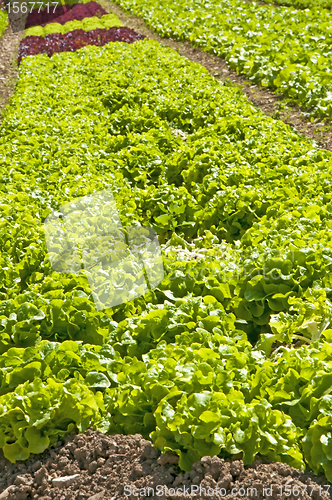 Image of salad cultivation