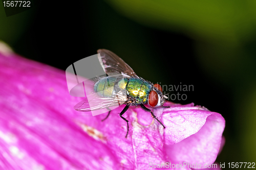 Image of fly, Lucilia caesar.