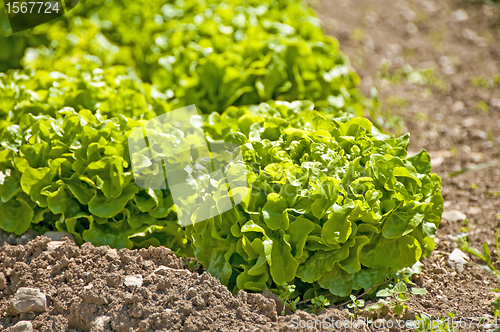 Image of salad cultivation