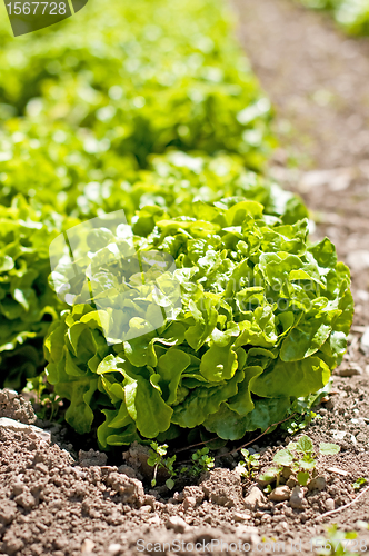 Image of salad cultivation