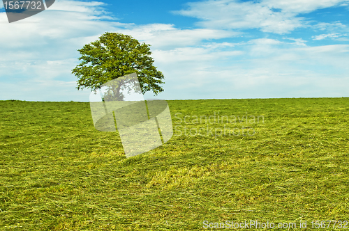 Image of tree in summertime