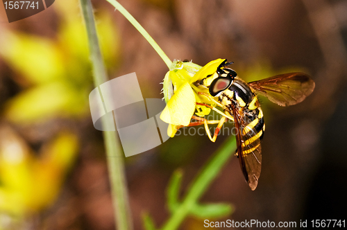 Image of hoverfly, Myrathropa,spec. 