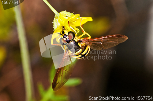 Image of hoverfly, Myrathropa,spec. 