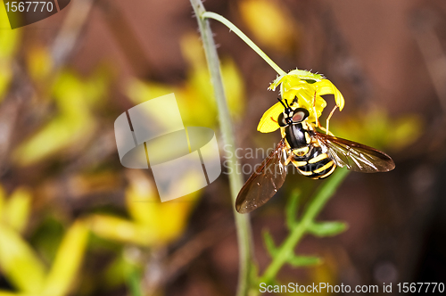 Image of hoverfly, Myrathropa,spec. 