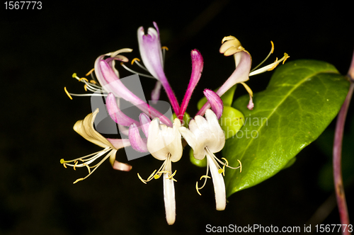 Image of Chinese medicinal plant honeysuckle