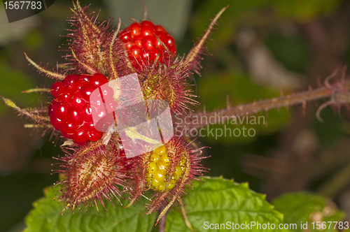 Image of japanese wineberry