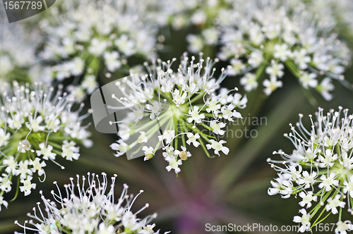 Image of angelica, Angelica sylvestris