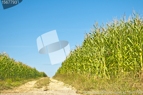 Image of field of corn