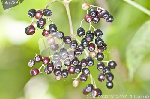 Image of sambucus 