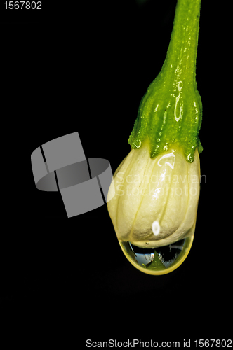 Image of blossom of chili with raindrops