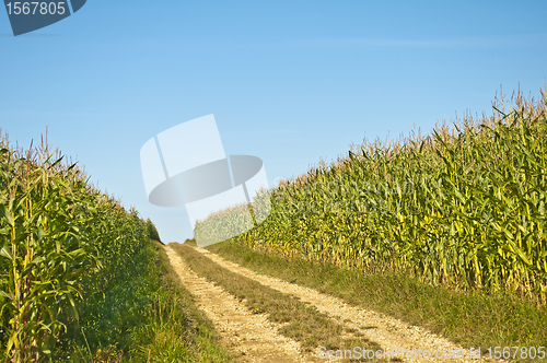 Image of field of corn