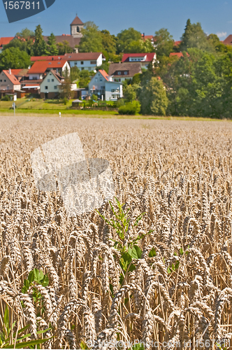 Image of wheat with a panoramic view to houses