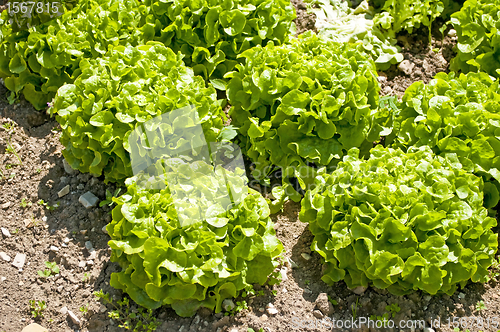 Image of salad cultivation