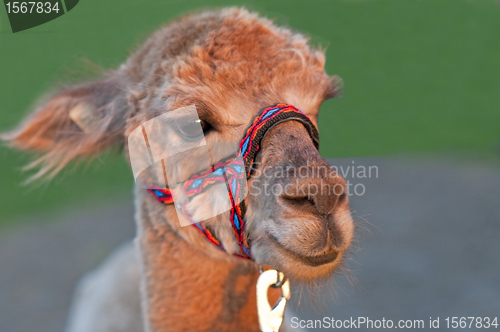 Image of Alpaca, Vicugna pacos