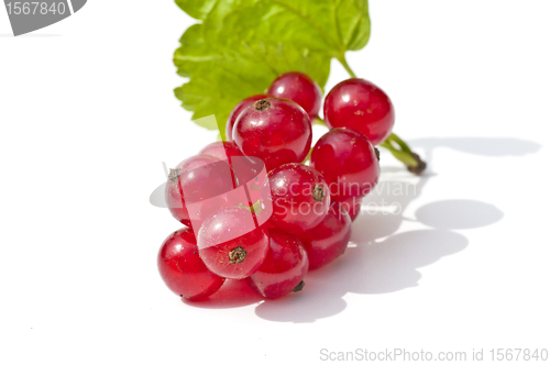 Image of raspberry