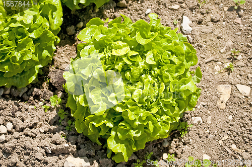 Image of salad cultivation