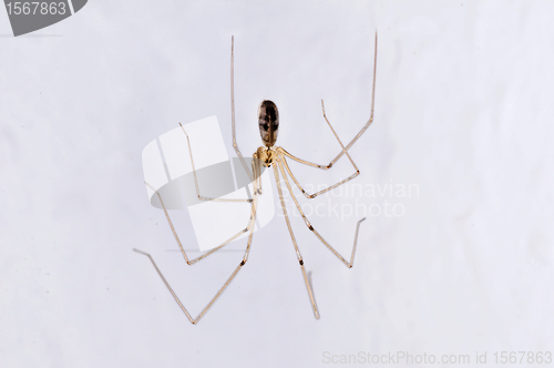 Image of daddy longleg