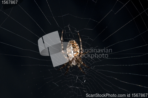 Image of garden spider, Araneus diadematus