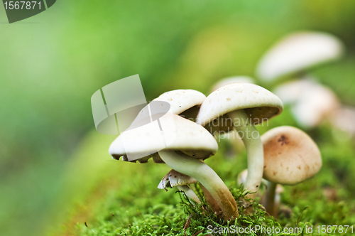 Image of mushroom