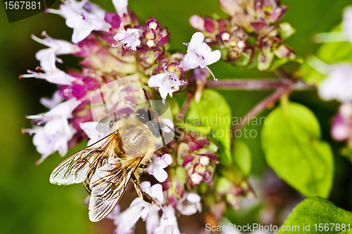 Image of bee on thyme