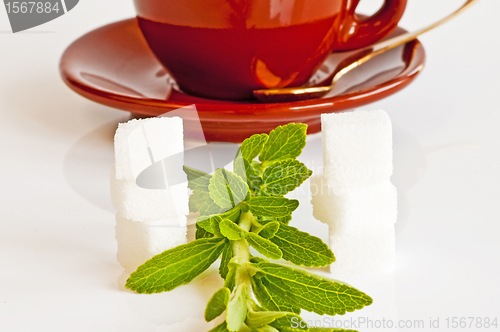 Image of Stevia rebaudiana, support for sugar