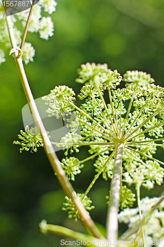 Image of angelica, Angelica sylvestris