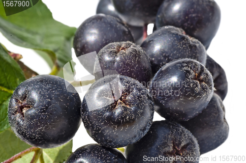 Image of choke-berry,Aronia melanocarpa