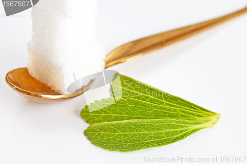 Image of Stevia rebaudiana, support for sugar