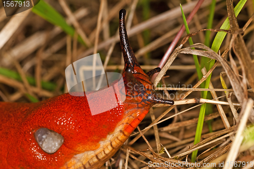 Image of snail, Arion rufus