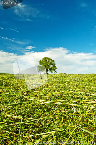 Image of mowing