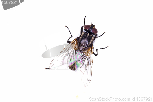 Image of fly, Callipohora vicina