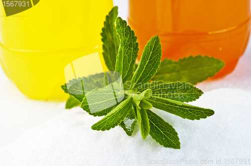 Image of Stevia rebaudiana, support for sugar