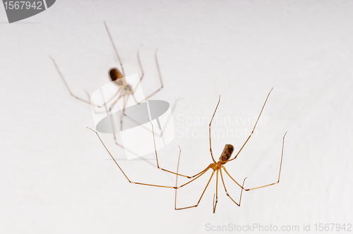 Image of daddy longleg