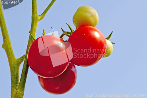 Image of tomato plant with ripe and unripe fruits
