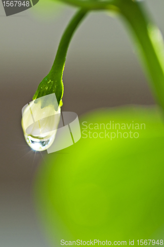 Image of blossom of chili with raindrops