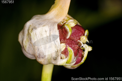 Image of bulbil of garlic