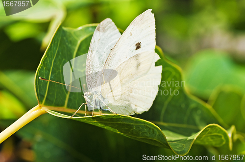 Image of cabbage butterfly, Pieris brassicae