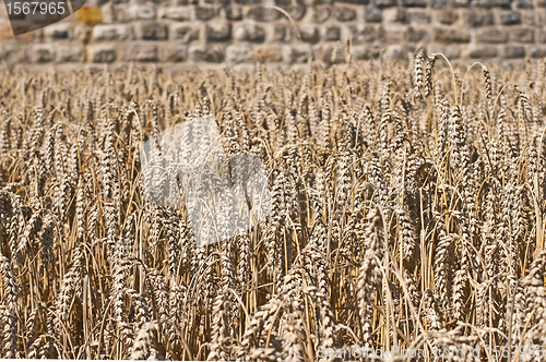 Image of wheat with an old historic wall in the background