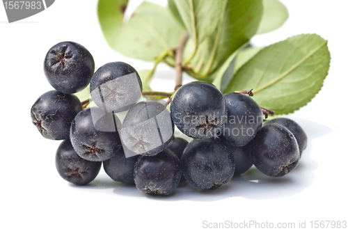 Image of choke-berry,Aronia melanocarpa