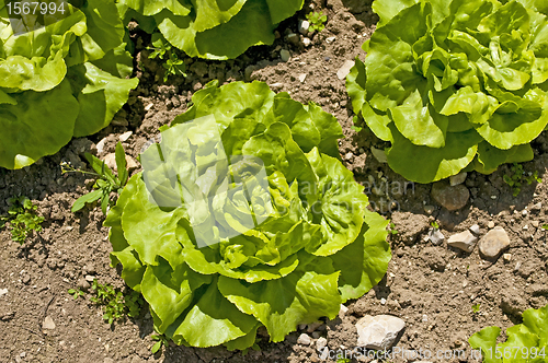 Image of lettuce